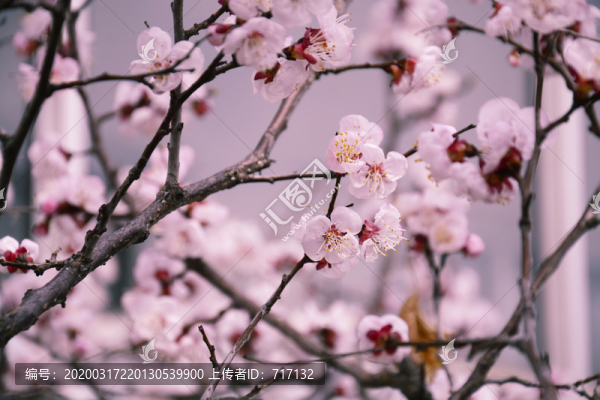 杏花