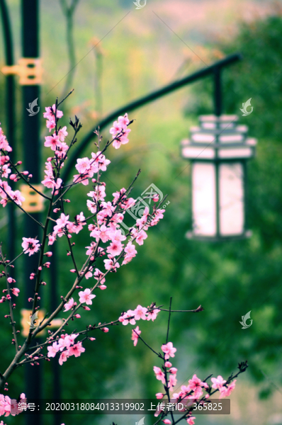 桃花