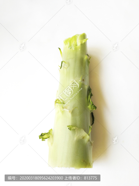 一段萵苣