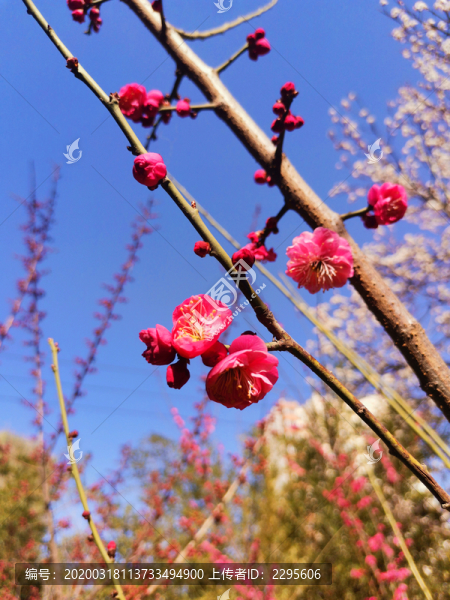 紅梅