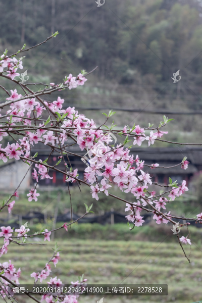 盛開(kāi)的桃花