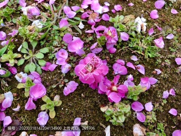 三月梅花散落一地