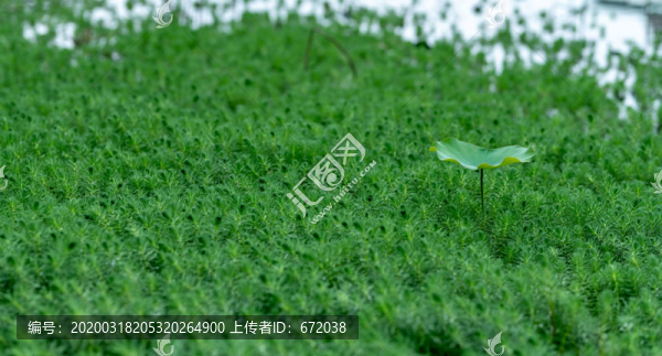 草