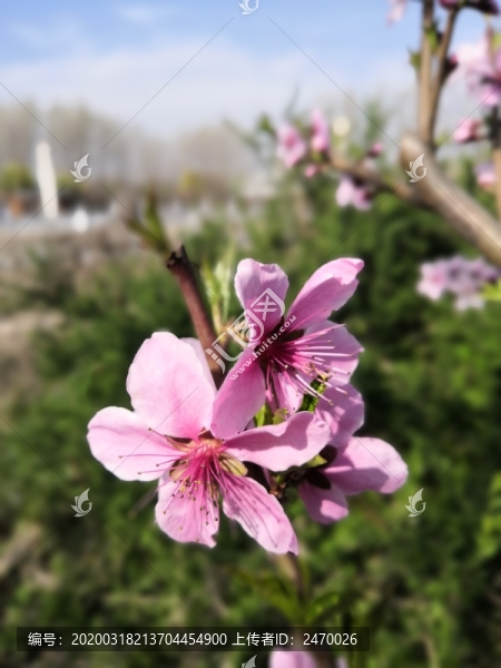 桃花開