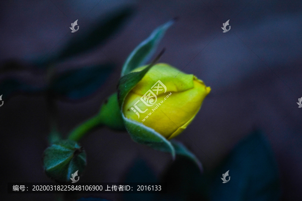 黃玫瑰