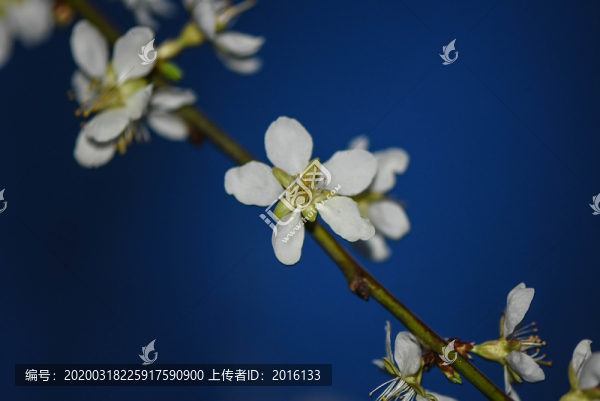 杏花