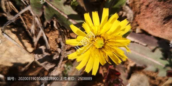 蒲公英花