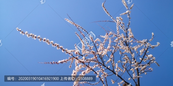 杏花