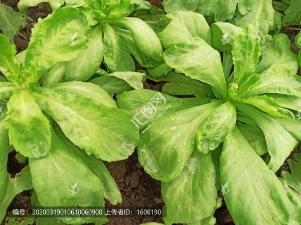蔬菜