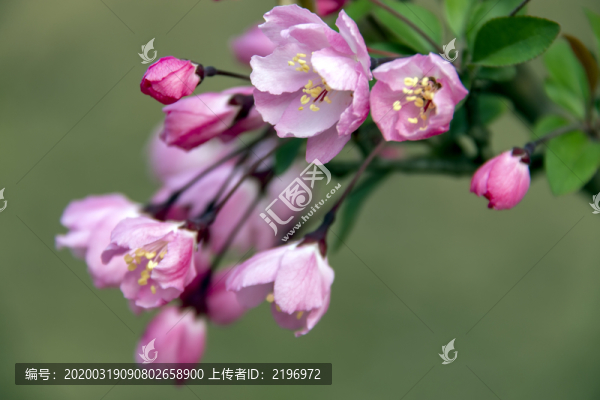 垂絲海棠