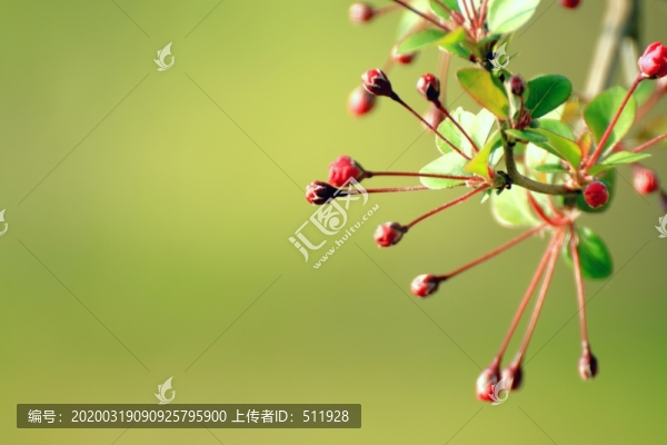 垂絲海棠