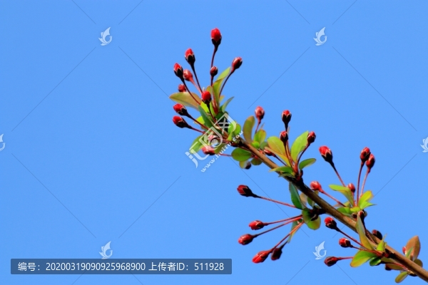 垂絲海棠