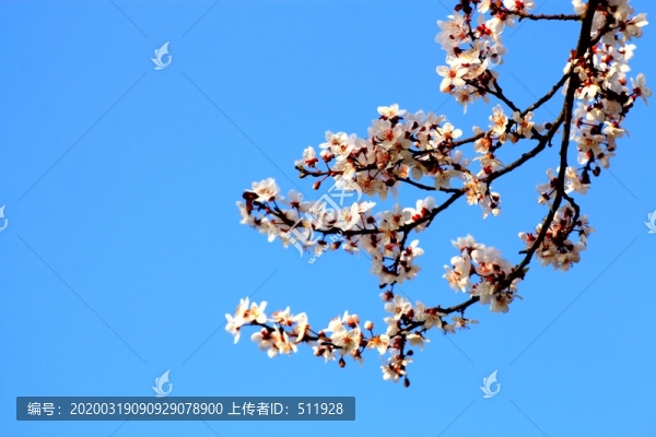 紅葉李