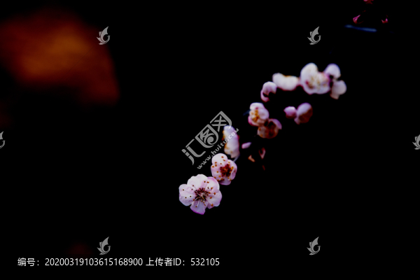 杏花特寫
