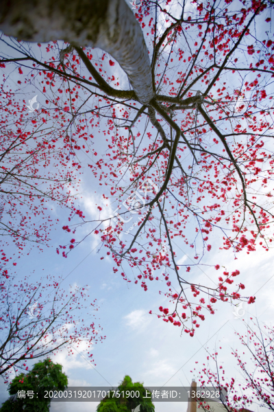 華農(nóng)櫻花季