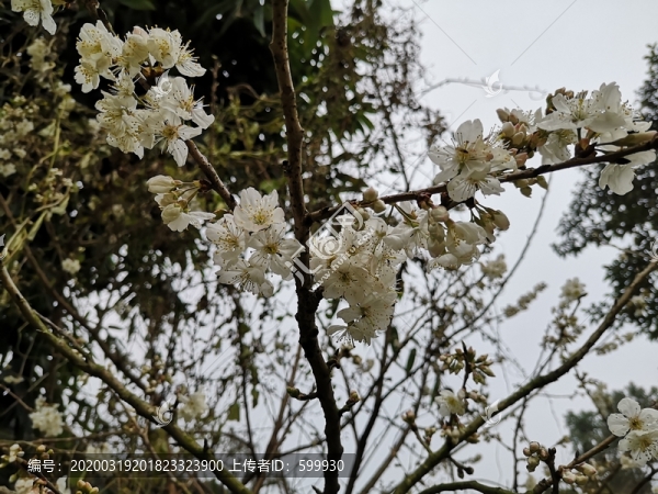 櫻花