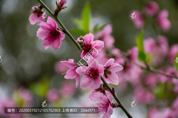 桃花