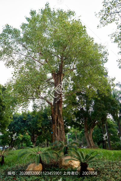 公園古樹