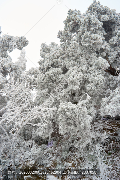 雪松冰掛