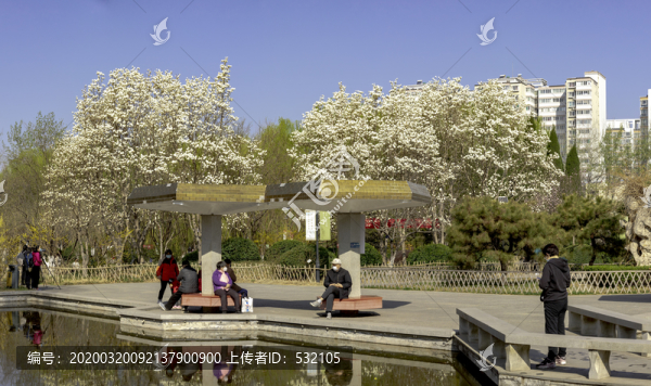 玉蘭花開(kāi)高清大圖