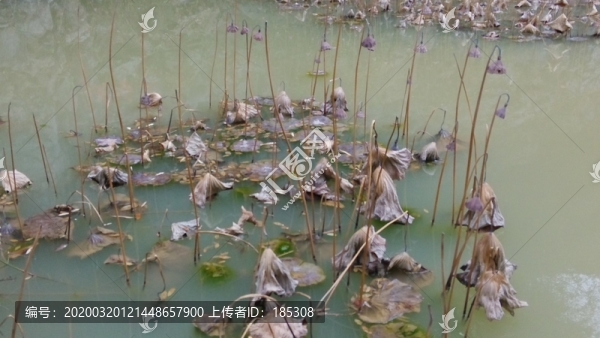 殘荷