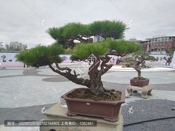 盆景