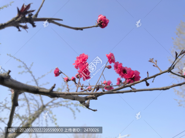 桃花開
