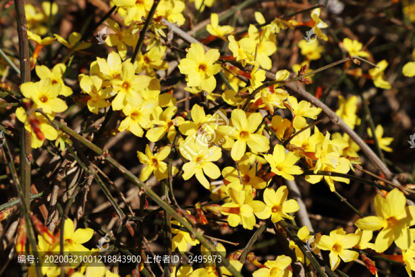 迎春花開