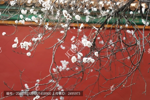 宮墻花開