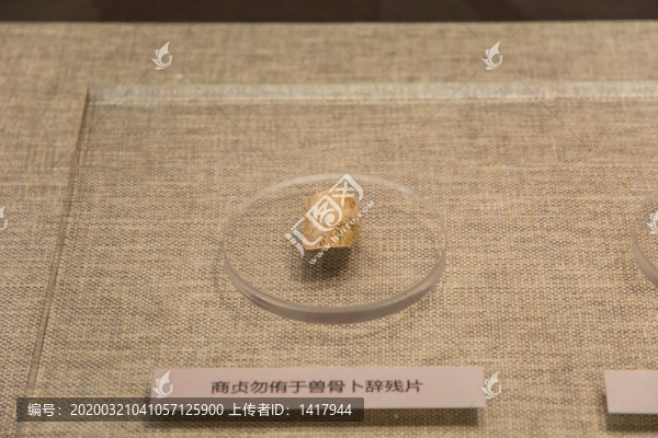 商貞勿侑于獸骨卜辭殘片