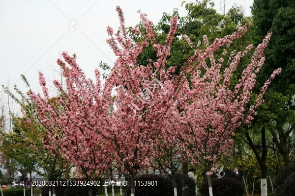 垂絲海棠樹