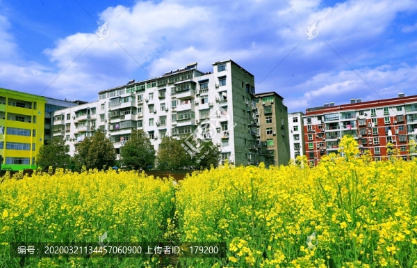 油菜花三