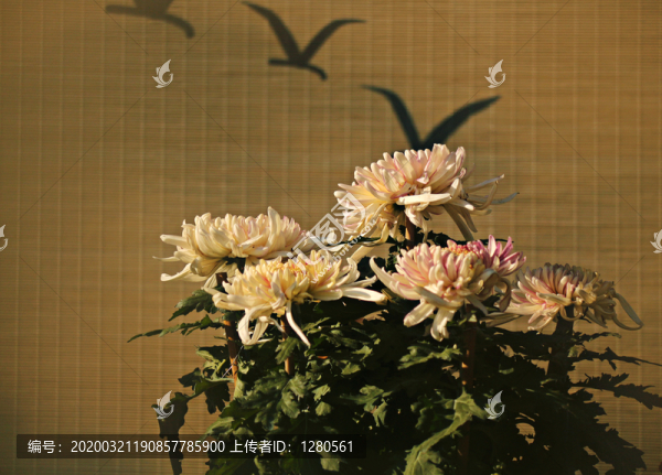 菊花展