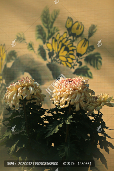 菊花