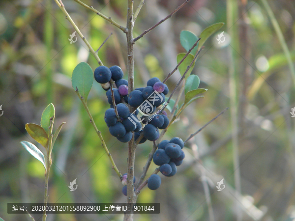 報春花科植物鐵仔紫黑色果實