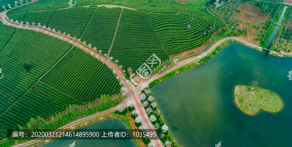 茶葉基地