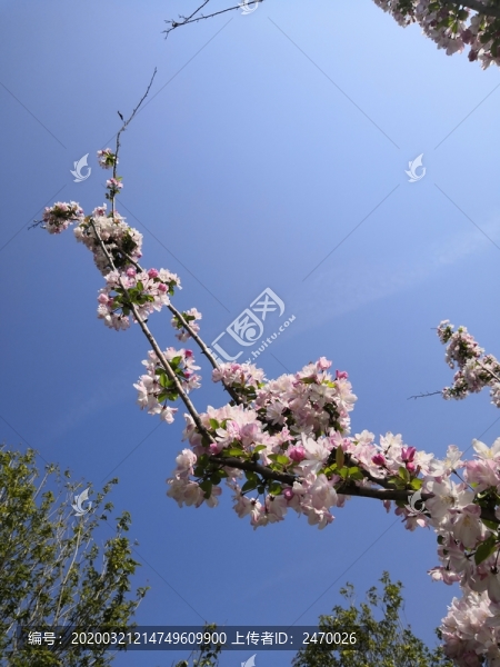 櫻花盛開