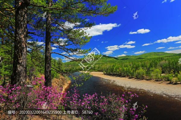 大興安嶺森林河畔杜鵑紅