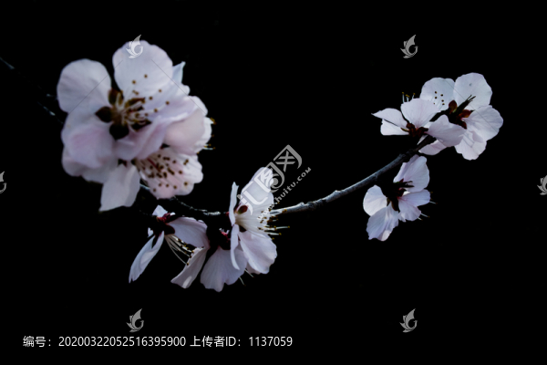 黑背景的桃花