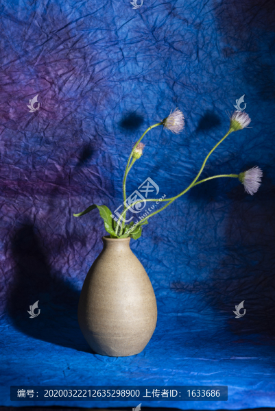 野菊花