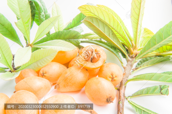枇杷果