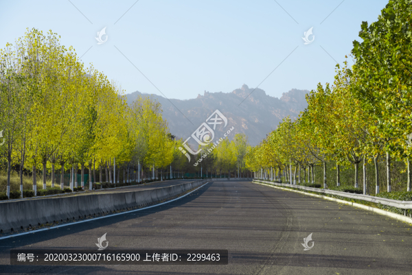 公路兩側(cè)的白楊樹