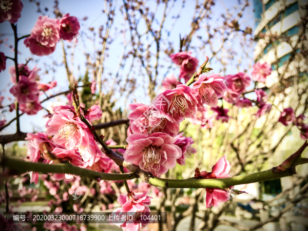 迎春花