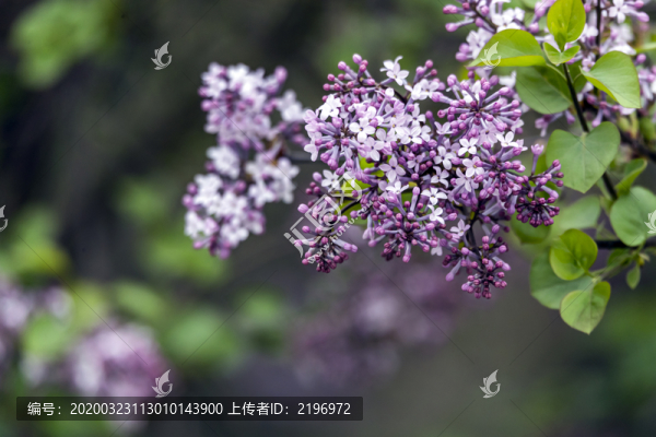龍梢子