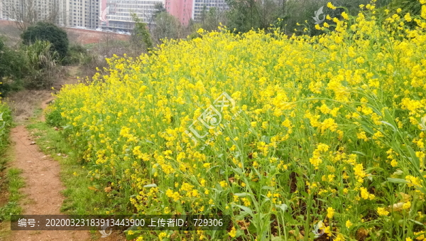 油菜花