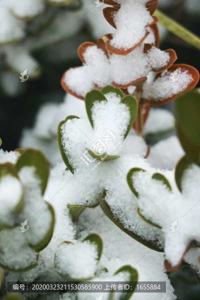 雪