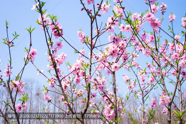 櫻花