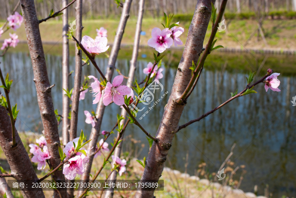 櫻花
