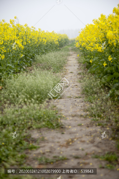 花間小路