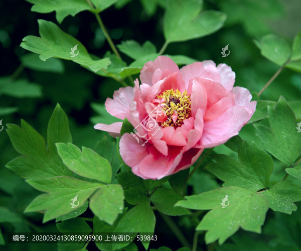 牡丹花